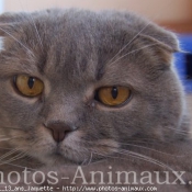 Photo de Scottish fold