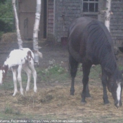 Photo de Races diffrentes