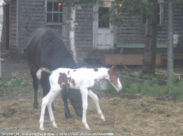 Photo de Races diffrentes