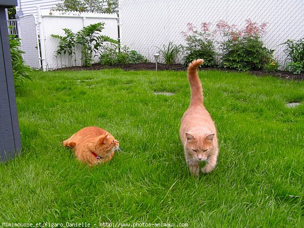 Photo de Chat domestique