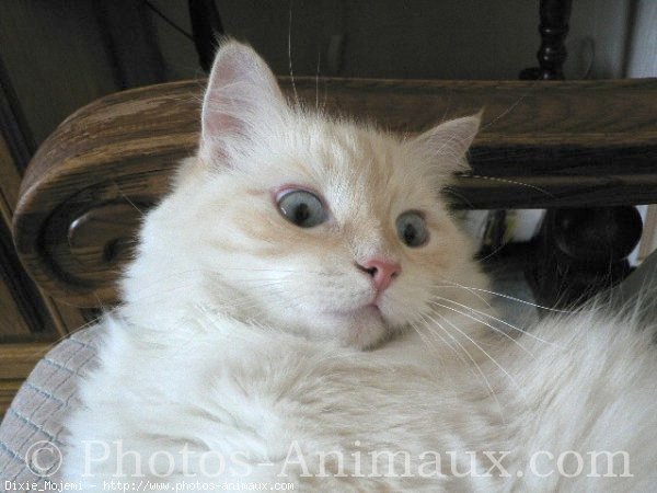 Photo de Ragdoll