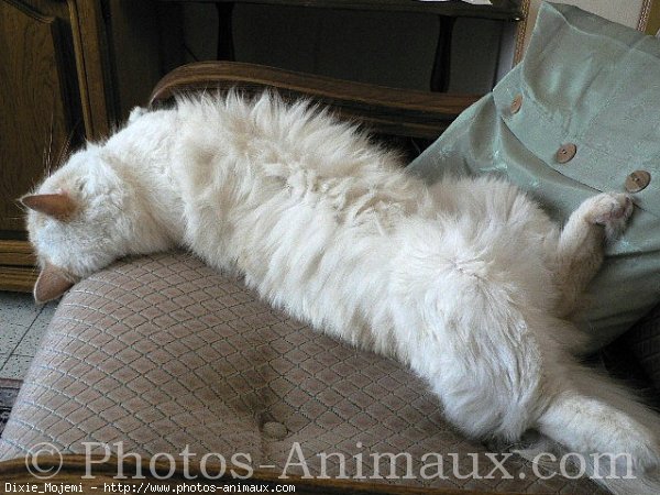 Photo de Ragdoll