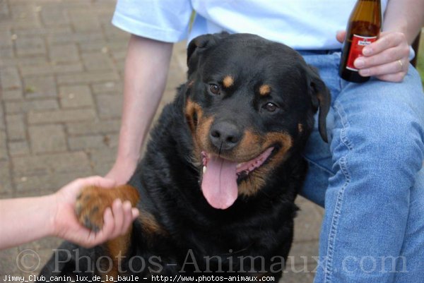 Photo de Rottweiler