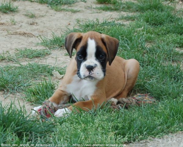 Photo de Boxer