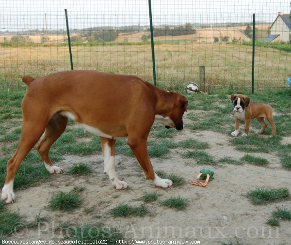 Photo de Boxer