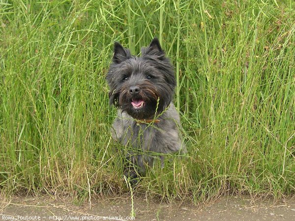 Photo de Cairn terrier