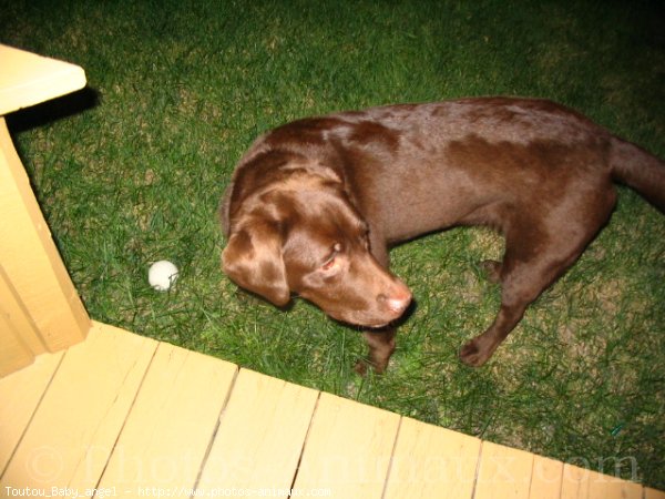 Photo de Labrador retriever