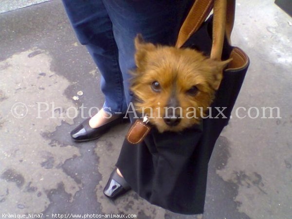 Photo de Yorkshire terrier