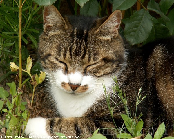 Photo de Chat domestique