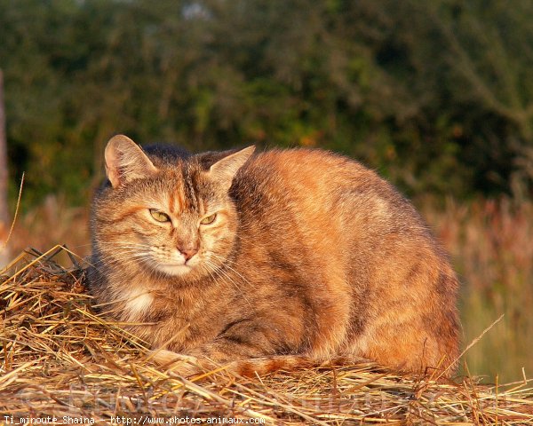 Photo de Chat domestique