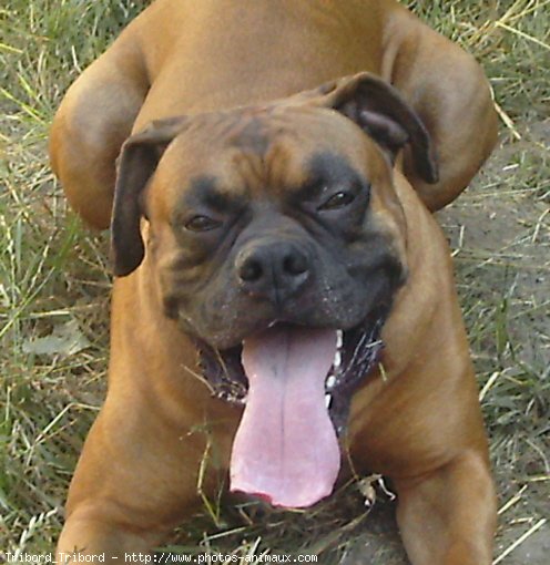 Photo de Boxer