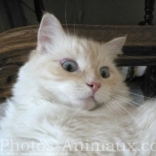 Photo de Ragdoll