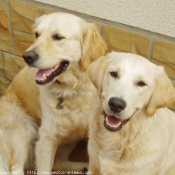 Photo de Golden retriever