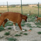 Photo de Boxer