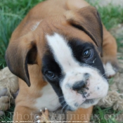 Photo de Boxer