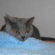 Photo de Chartreux