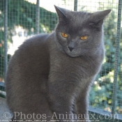 Photo de Chartreux