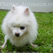 Photo de Spitz moyen