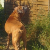 Photo de Boxer