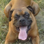 Photo de Boxer