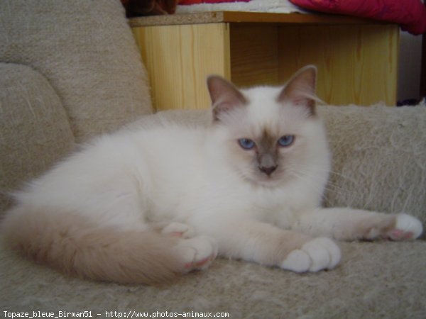 Photo de Sacr de birmanie