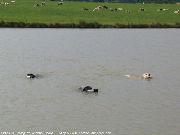 Photo de Labrador retriever