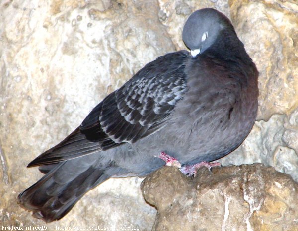 Photo de Pigeon