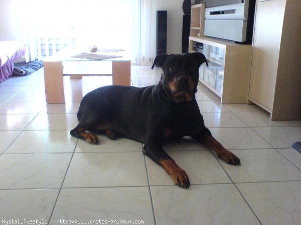 Photo de Rottweiler