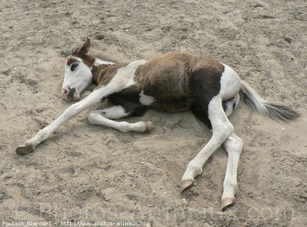 Photo de Races diffrentes