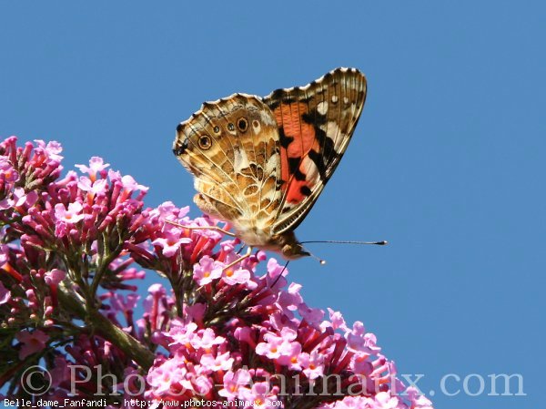 Photo de Papillon