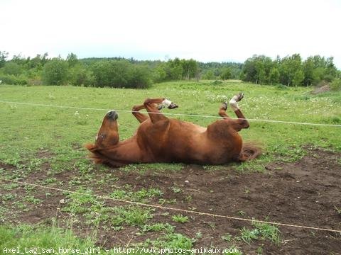 Photo de Quarter horse