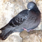 Photo de Pigeon