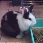 Photo de Lapin