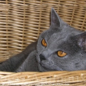 Photo de Chartreux