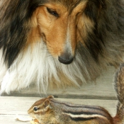 Photo de Chien de berger des shetland