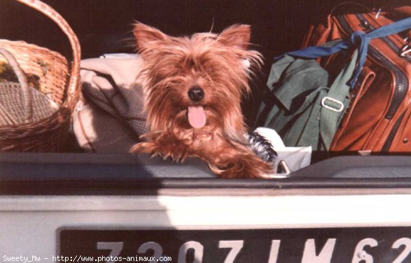 Photo de Yorkshire terrier