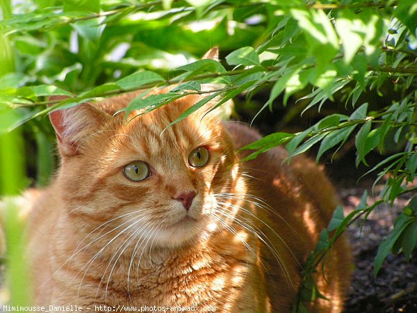 Photo de Chat domestique