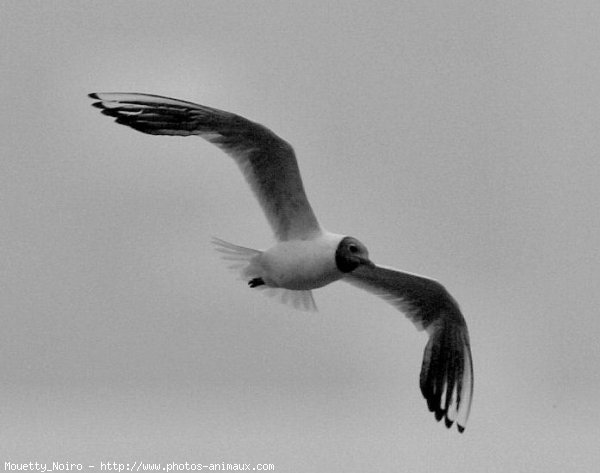 Photo de Mouette