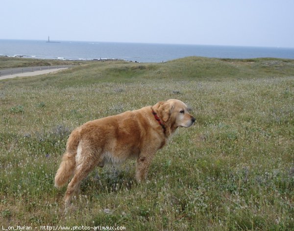 Photo de Golden retriever