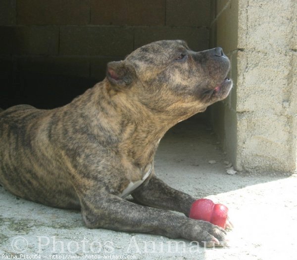 Photo d'American staffordshire terrier