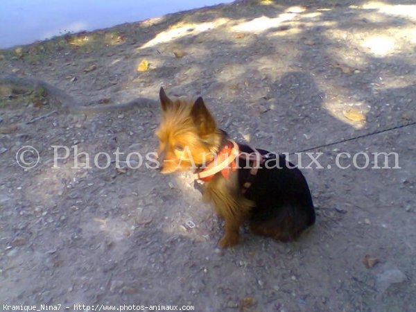 Photo de Yorkshire terrier