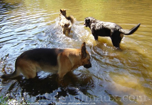 Photo de Races diffrentes