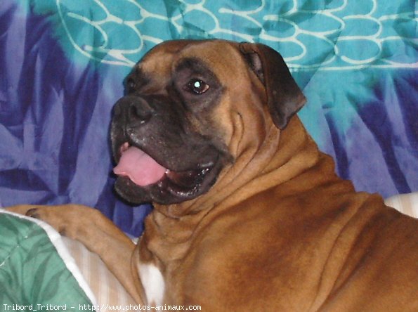 Photo de Boxer