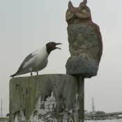 Photo de Mouette