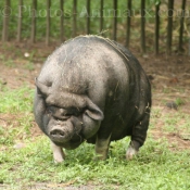 Photo de Cochon