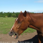 Photo de Quarter horse