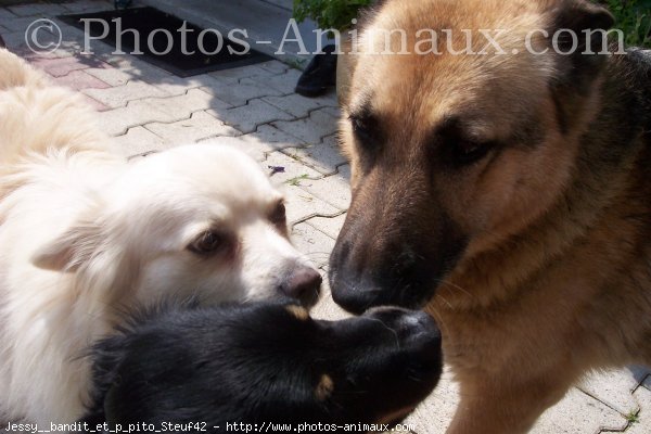 Photo de Races diffrentes