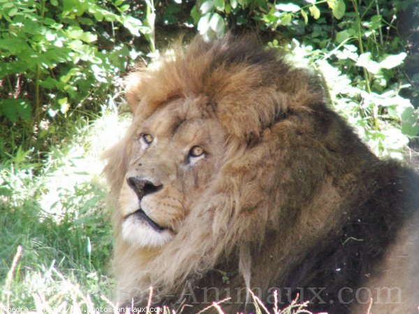 Photo de Lion