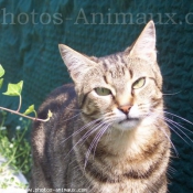 Photo de Chat domestique