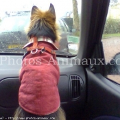 Photo de Yorkshire terrier